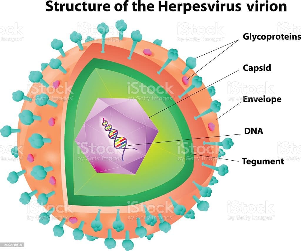 Herpes Virus Structure Stock Vector Art &  More Images of Anatomy ...